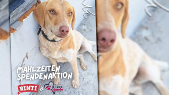 Rinti-Follower sammeln zwei Tonnen Futter für Hunde in Not
