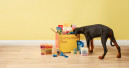 Personalisiertes Hundefutter