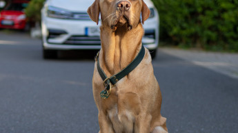 Hitzefalle Auto für Hunde brandgefährlich