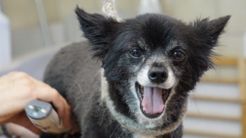 Ein Hundefriseur im Gewerbegebiet