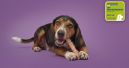 Happy Dog zweimal mit Verbraucherpreis ausgezeichnet