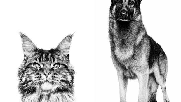 ROYAL CANIN, Hundefutter, Katzenfutter
