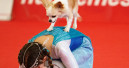 Schweizer Hundefachmesse in Winterthur