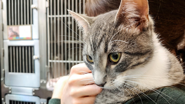 Die Tierheime sind überlastet, hat die Purina-Studie deutlich gezeigt.