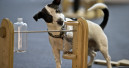 Heimtiermesse Animal in Stuttgart