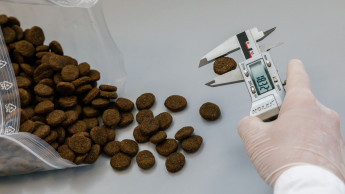 Mehr als ein Trend: Pflanzliche Hundeernährung