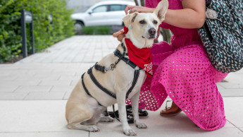 Speed-Date mit Hunden bei GranataPet