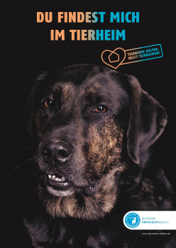 Auf www.tierheime-helfen.de präsentiert der Tierschutzbund schwarze Tierheimtiere, die auf Interessenten und ein neues Zuhause warten.
