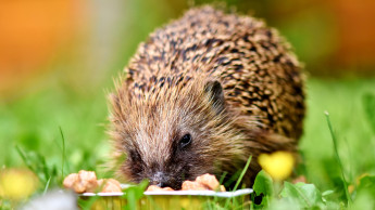 Für das Tierwohl im Garten