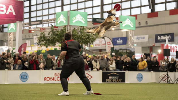 Industrie und Handel gestalten das Messe-Programm rund um den Hund auf der Dogs & Fun mit. Im Bild: Die Belcando Frisbee Show 2025. Industrie und Handel gestalten das Messe-Programm rund um den Hund auf der Dogs & Fun mit. Im Bild: Die Belcando Frisbee Show 2025.