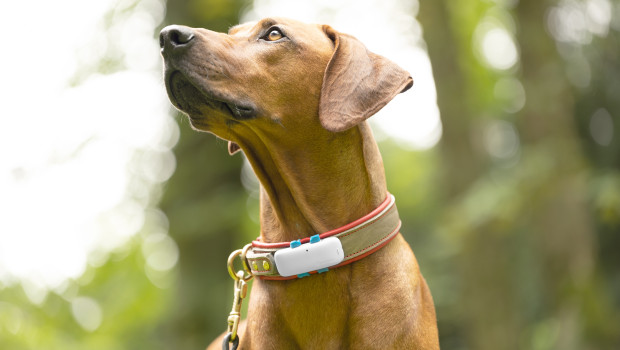 Tractive und Mammaly starten Partnerschaft zur datenbasierten Gesundheitsoptimierung bei Hunden.