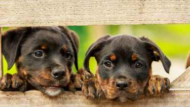Dogstyler veröffentlicht Leitfaden zum Welpenkauf