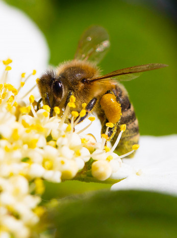  Bee-Rent , Bienenvölker zur Miete
