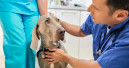 Irrtümer über Tierkrankenversicherungen