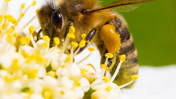 Aktiver Naturschutz