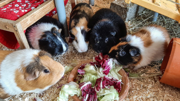 Eins der Projekte ist die Meerschweinchenhilfe.