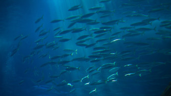 Fisch zu 100 Prozent aus nachhaltigen Quellen