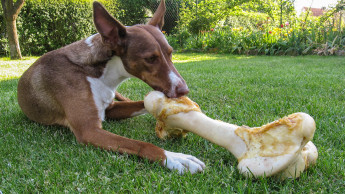 Fragen an Deutschlands Hundehalter