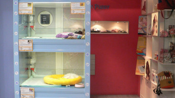 Tierärzte fordern Ende des Welpenverkaufs im Zoofachhandel