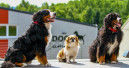 Dogsworld eröffnet Campus