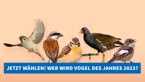 Braunkehlchen, Feldsperling, Neuntöter, Teichhuhn und Trauerschnäpper – wer wird Vogel des Jahres 2023?