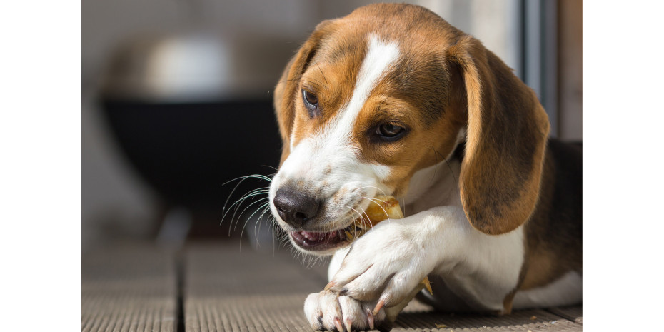 Das Kauen auf harten Produkten kann Hundezähne schwer schädigen. Auf der Basis von veterinärmedizinischen Untersuchungen bemüht sich Mars Petcare bei Hundehaltern um ein stärkeres Bewusstsein für Zahnprobleme.