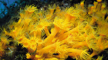 Dennerle hilft Mittelmeer