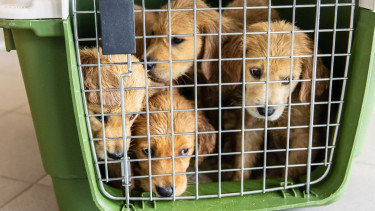 Tierschutzbund fordert Verbot des Onlinehandels mit Tieren