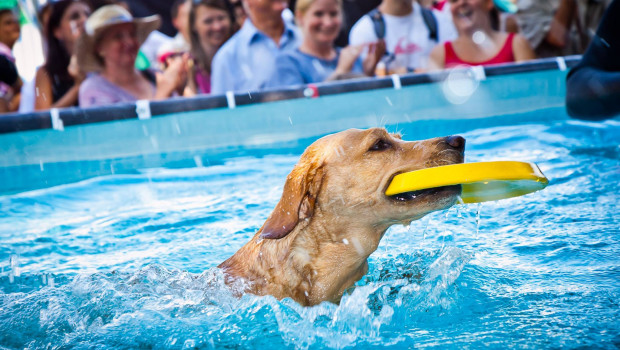 Ein Highlight der Messe ist unter anderem der Auftakt der internationalen Pro Plan Dog Diving Series 2015.