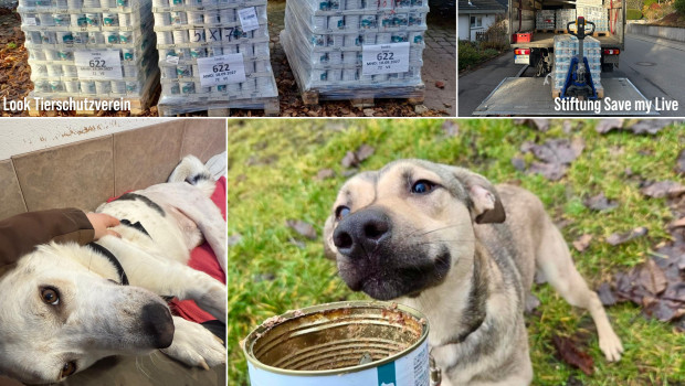 Über die Spenden von Pro Pet Koller freuten sich unter anderem Hund Willy Wilson von der Stiftung de Hun'nenhoff sowie die Tiere des Look Tierschutzvereins und der Stiftung Save my Live.