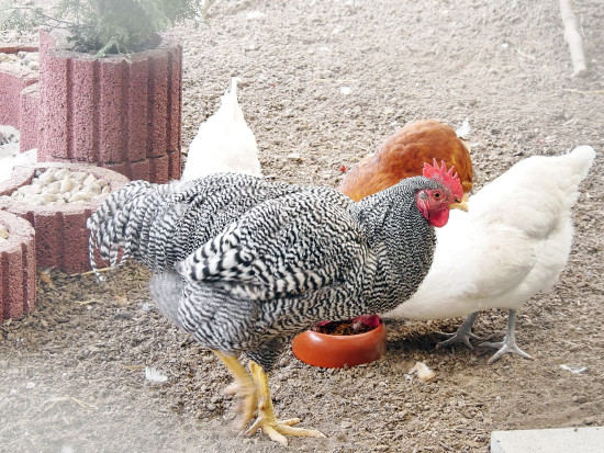 Die Hühner, die sich einander seit ihrer Aufzucht kennen, haben sich schon in kurzer Zeit in ihrem neuen Zuhause bestens eingelebt. 