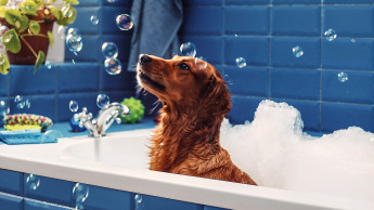 Ceva stellt „wissenschaftlich fundierte“ Produktreihe vor Ceva stellt „wissenschaftlich fundierte“ Produktreihe vor