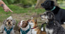 Lehrgang führt zum Traumjob Hundetrainer