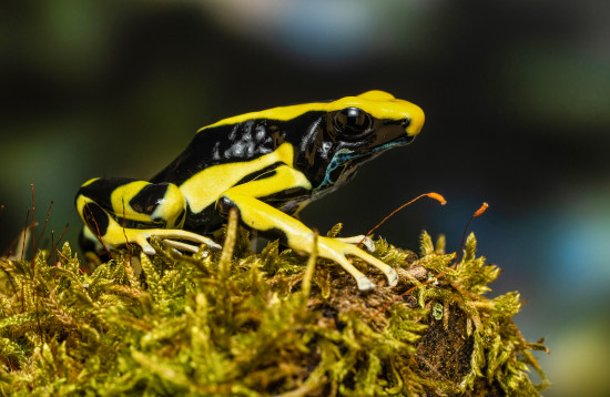 Vom Färberfrosch (Dendrobates tinctorium) existieren viele verschiedene Formen.