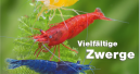 Zwerggarnelen im Fokus