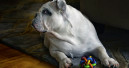 Hundespielzeug ist im Trend