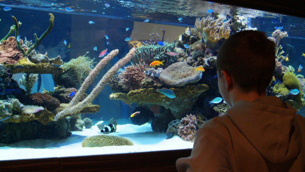 Dass Fische auch Zuckerkranken helfen können, ihren Blutzuckerspiegel in den Griff zu bekommen, teilte jetzt der Industrieverband Heimtierbedarf mit. Dass Fische auch Zuckerkranken helfen können, ihren Blutzuckerspiegel in den Griff zu bekommen, teilte jetzt der Industrieverband Heimtierbedarf mit.