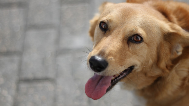 Edogs ist nach eigenen Angaben einer der größten Websites, die sich auf die Vermittlung von Hunden spezialisiert hat. 