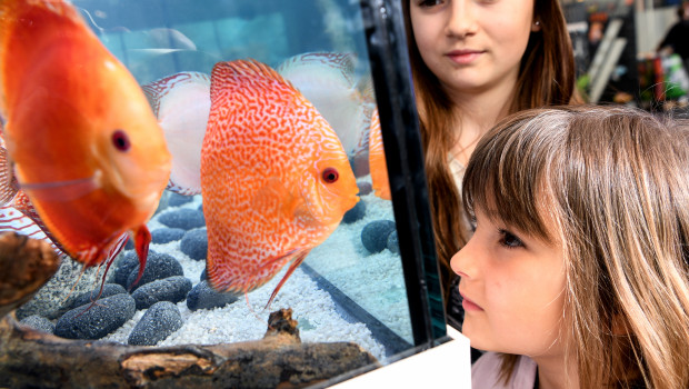 Der Themenbereich Aquaristik lockt vor allem auch Familien und Neueinsteiger an.