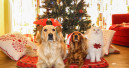 Tierbedarf im Weihnachtsgeschäft mit leichtem Plus