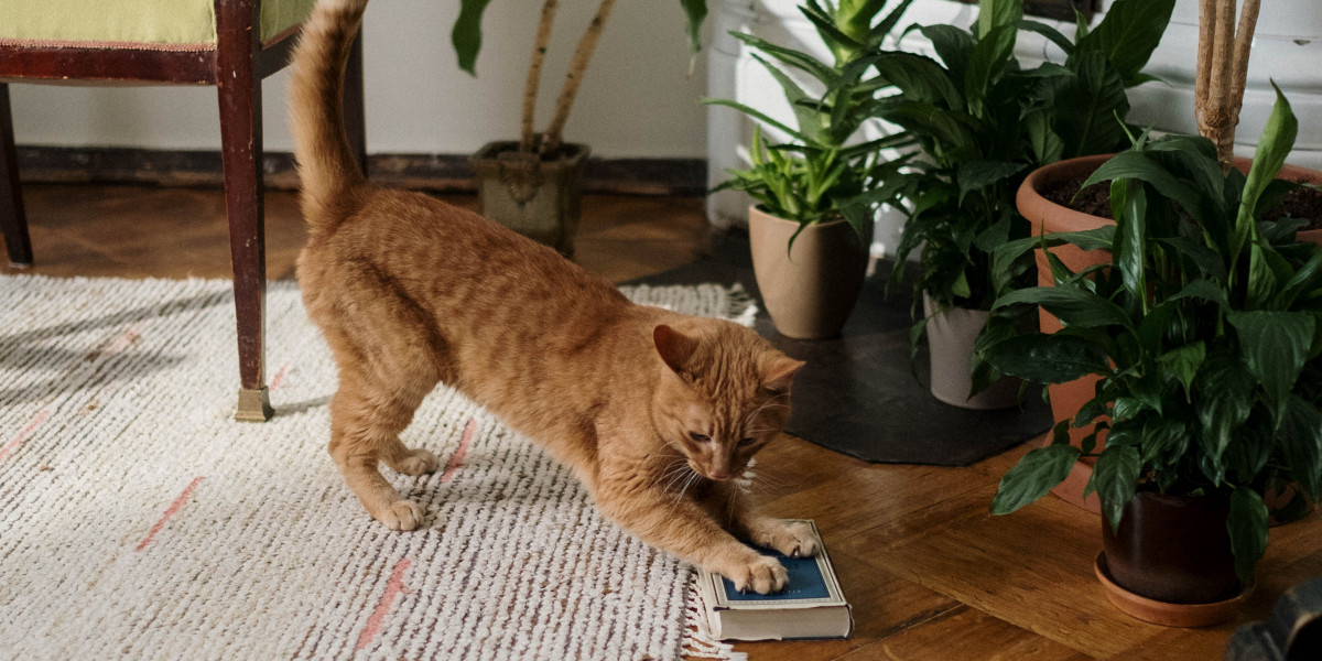 111 Dinge über Katzen, die man wiss... - pet-online