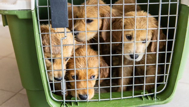 Illegal transportierte Golden Retriever Welpen. Die Tiere waren hochgradig mit Kot und Urin verschmutzt und wurden im Tierheim Aschaffenburg aufgenommen und versorgt.