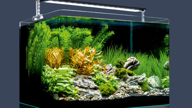 Als Hauptsponsor des Internationalen Garnelen Championats (TGISC) und des German Betta Contests sponsert Dennerle auch alle Aquarien („Nano Tank Plant Pro 35 L Set“ im Bild) für den Aquascaping-Live Wettbewerb „The Art of the Planted Aquarium“ in der Nano-Kategorie.