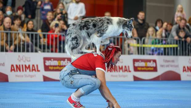 Eine Attraktion auf der Animal in Stuttgart war die Dogdance-Europameisterschaft.