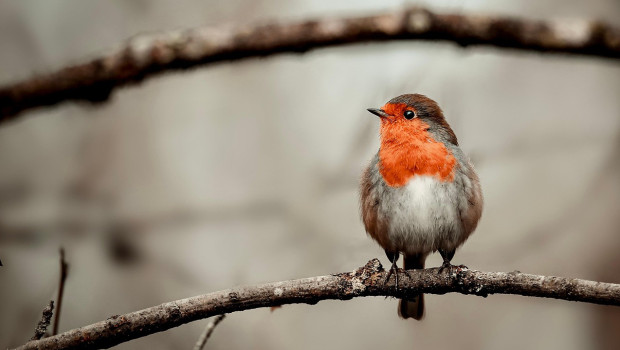 Bei der „Stunde der Gartenvögel“ 2025 setzt sich der Abwärtstrend der gesichteten Vögel pro Garten deutlich fort.