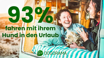 Die meisten Hundehalter verreisen mit Vierbeiner