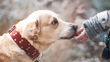 Ein Stück vom Glück