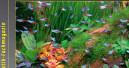 Aquaristik-Fachmagazin: Jubiläumsausgabe am 1. April