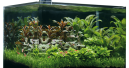 Aquascaping-Wettbewerb mit neuem Konzept