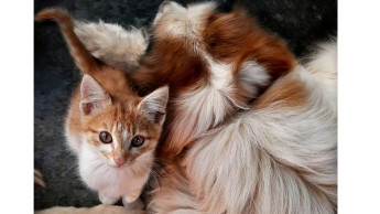 CouponFellow zeigt: Am Tier wird als letztes gespart